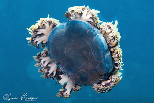 Cassopea andromeda (upside-down jellyfish)/Photographed w... by Laurie Slawson 